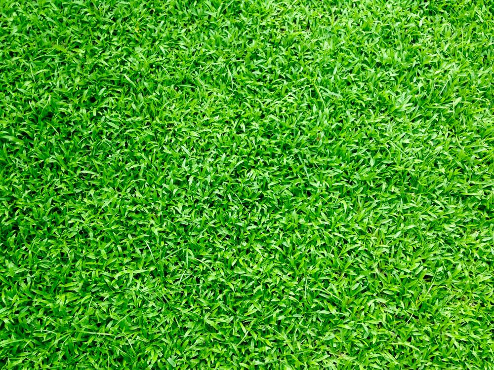 Green garden